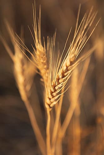 USA- Washington State- Whitman County- Palouse. Wheat. Art Print